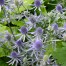 Eryngium planum 'Blue Glitter'