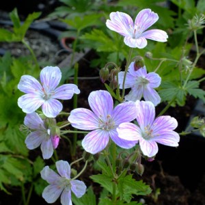 Geranium 'Melinda'