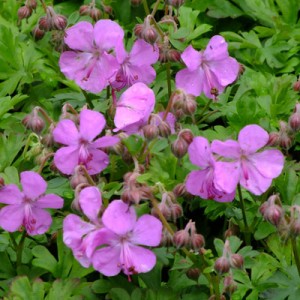 Geranium x cantabrigiense 'Westray'