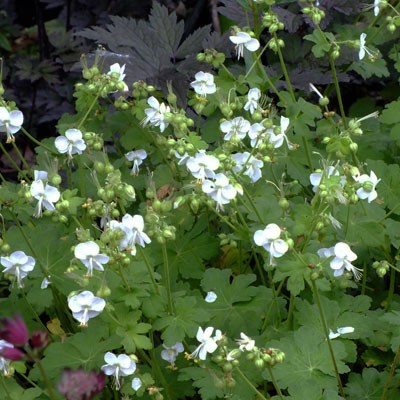 Geranium 'macrorrhizum 'White Ness'