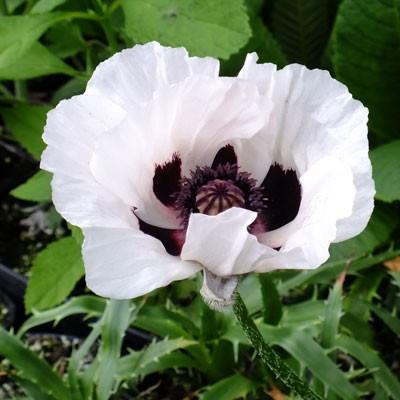 Papaver orientale ‘Royal Wedding’ – Oriental Poppy