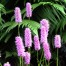 Persicaria bistorta ‘Hohe Tatra’