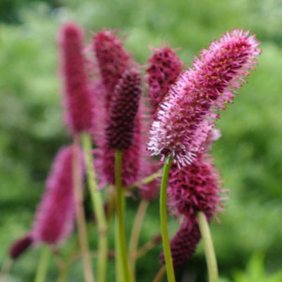 Sanguisorba menziesii - Dorset Perennials