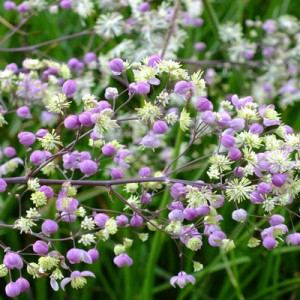 Thalictrum 'Elin'