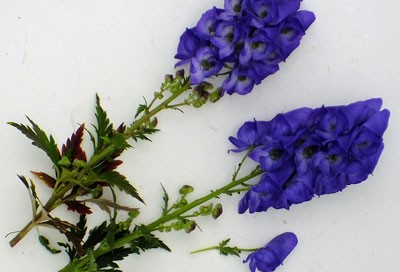 Aconitum carmichaelii ‘Arendsii’