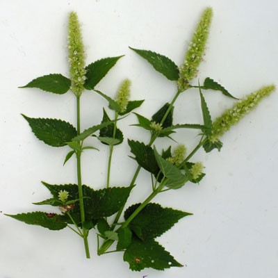 Agastache rugosa f. albiflora' Alabaster'