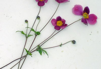 Anemone hupehensis ‘Bowles’s Pink’