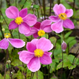 Anemone hupehensis 'Bowles's Pink'
