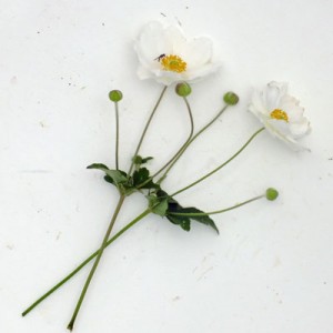 Anemone x hybrida ‘Honorine Jobert’