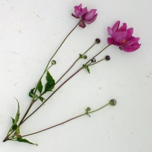 Anemone hupehensis var. japonica ‘Rotkappchen’