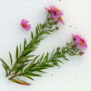 Aster novae-angliae ‘Harrington’s Pink’ (Symphyotrichum novae-angliae ‘Harrington’s Pink’)