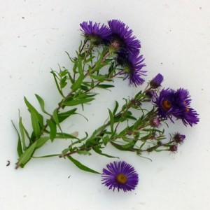 Aster novae-angliae ‘Helen Picton’ (Symphyotrichum novae-angliae ‘Helen Picton’)