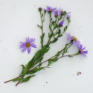 Aster amellus ‘King George’