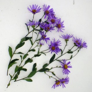 Aster amellus ‘Veilchenkonigin’ (‘Violet Queen’)