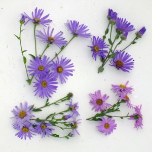 Aster amellus compared