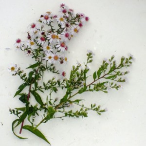 Aster lateriflorus ‘Chloe’ (Symphyotrichum lateriflorum ‘Chloe’)