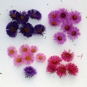 Aster novi-angliae flowers compared