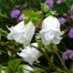 Campanula punctata ‘Wedding Bells’