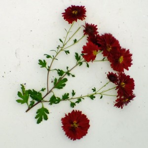 Chrysanthemum 'Duchess of Edinburgh' - Korean : single