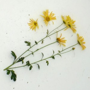Chrysanthemum ‘Mary Stoker’ – Korean : single