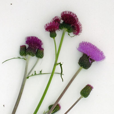 Cirsium flowers compared