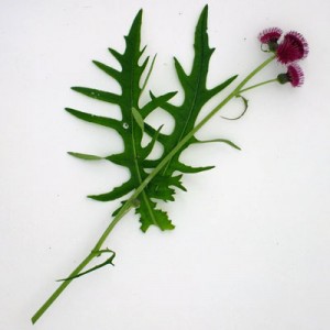 Cirsium rivulare ‘Atropurpureum’