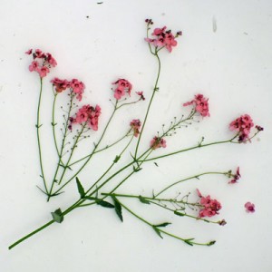 Diascia personata