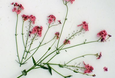 Diascia personata