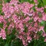 Diascia personata