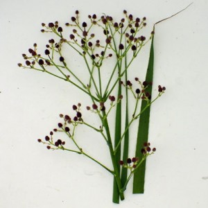 Eryngium pandanifolium ‘Physic Purple’