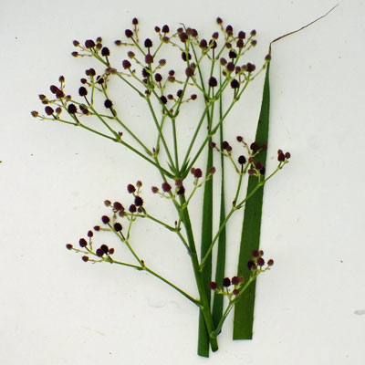Eryngium pandanifolium ‘Physic Purple’