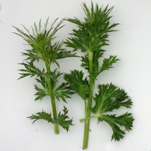 Eryngium x zabelii (Eryngium bourgatii x Eryngium alpinum)