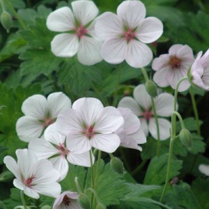 Geranium ‘Coombland White’