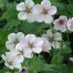 Geranium ‘Coombland White’