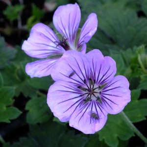 Geranium ‘Havana Blues’