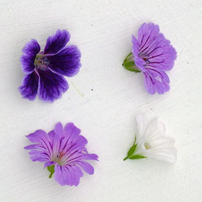 Geranium nodosum flowers compared