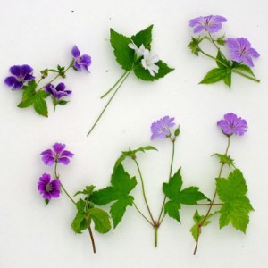 Geranium nodosums compared