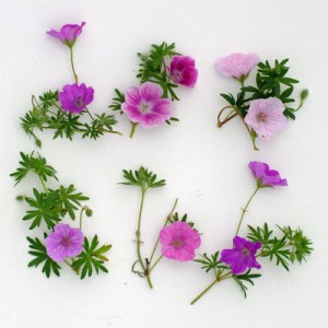 Geranium sanguineums compared