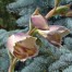 Gladiolus papilio