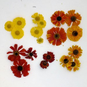 Heleniums compared