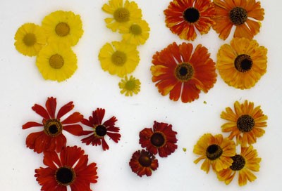 Heleniums compared