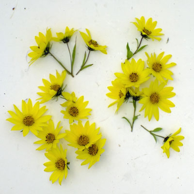 Helianthus compared