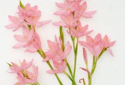 Hesperantha coccinea ‘Jennifer’ (Schizostylis)