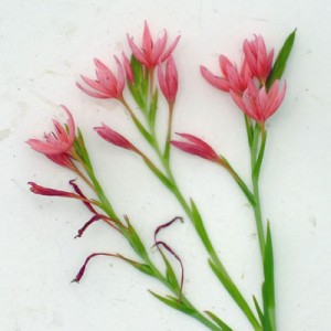 Hesperantha coccinea ‘Fenland Daybreak’ (Schizostylis)
