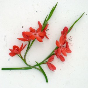Hesperantha coccinea ‘Salome’ (Schizostylis)