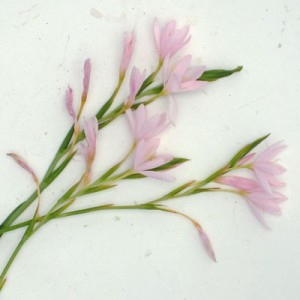 Hesperantha coccinea ‘Wilfred H Bryant’ (Schizostylis ‘Pink Princess’)