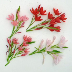 Hesperantha compared