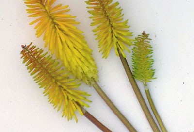 Kniphofia 'Wrexham Buttercup'