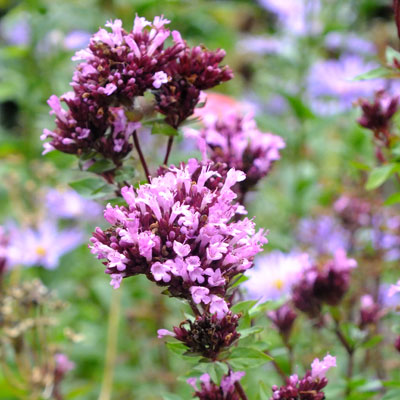 Origanum 'Herrenhausen'