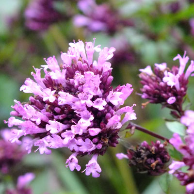 Origanum 'Herrenhausen'